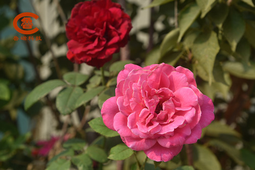 魯磁科技 魯磁科技